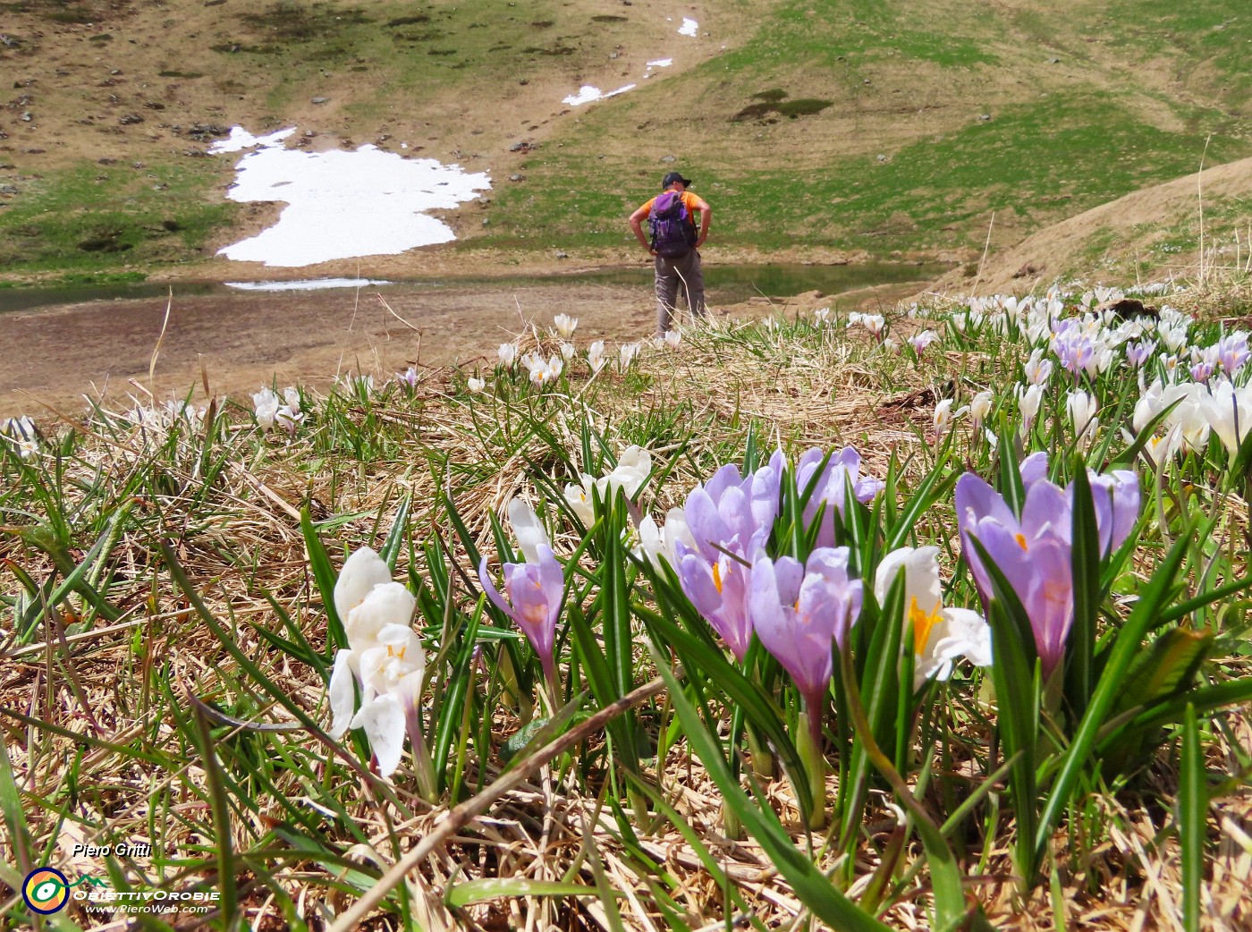 68 Ci godiamo i crocus anche al laghetto.JPG